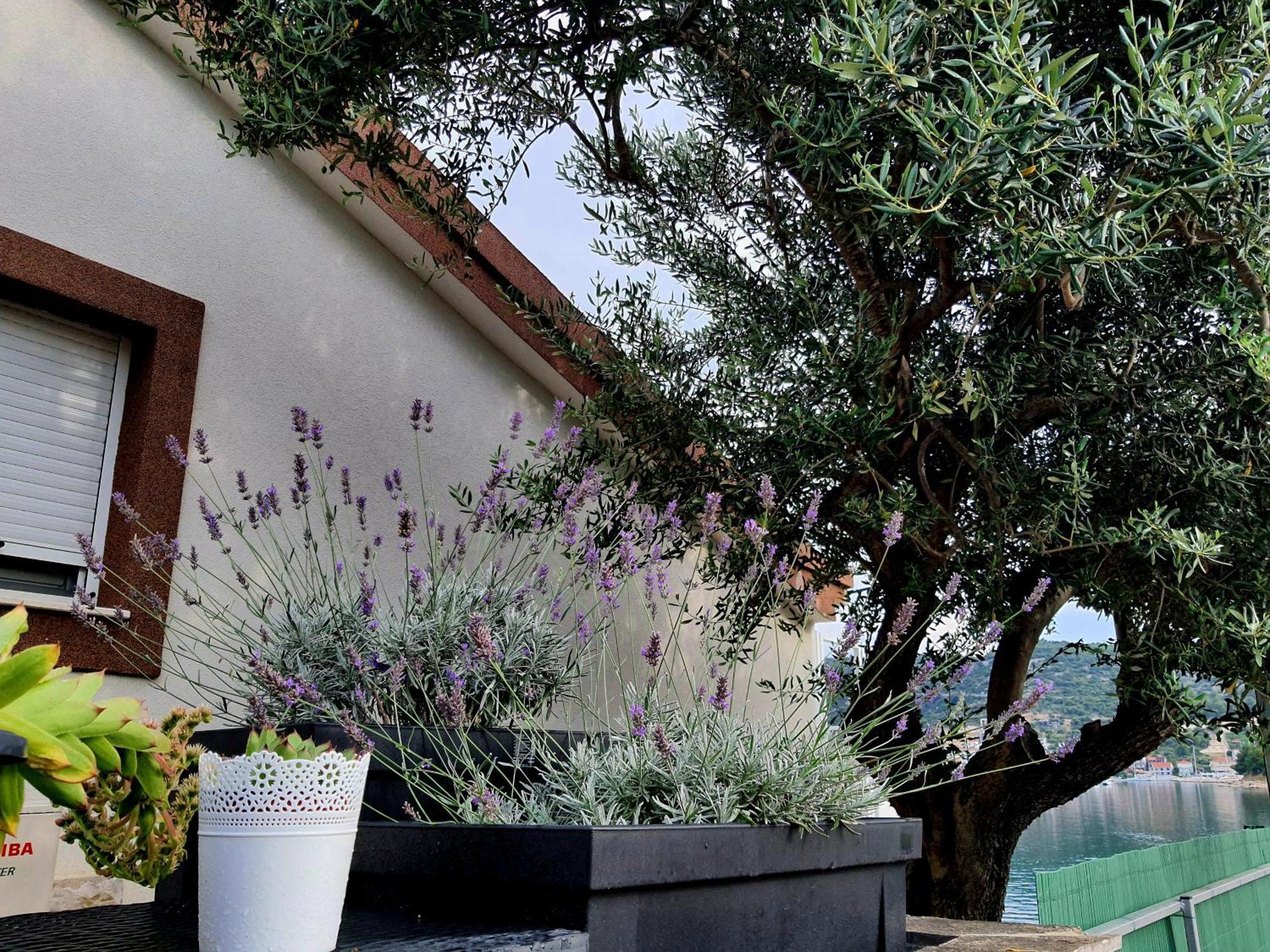 Villa Sunshine Baum Marina Esterno foto